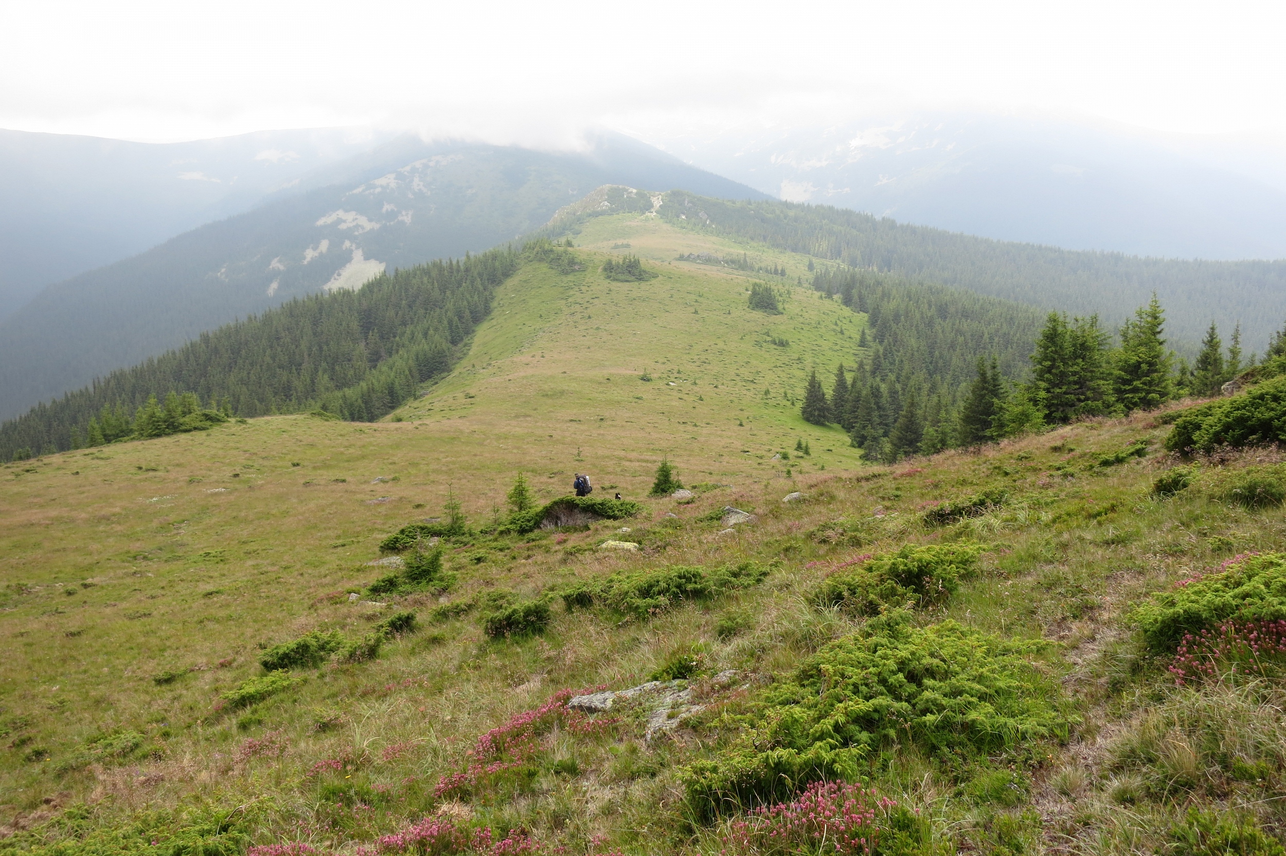 Munții Țarcu / Hřeben na severní části pohoří.