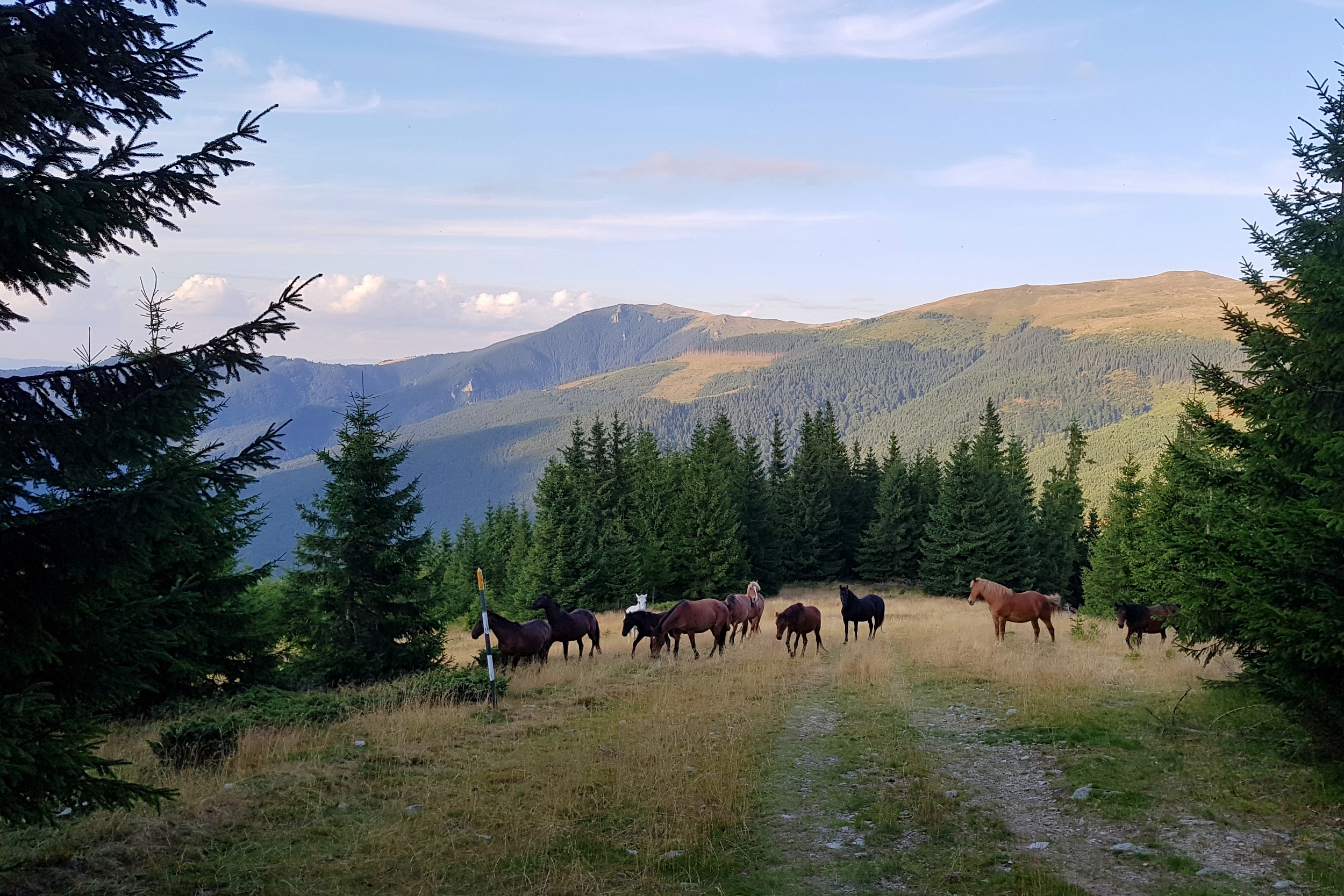 Munții Tulișa / Sedlo Tulişa. www.transcarpathian.org